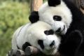 Панды: самцы и самки не живут вместе