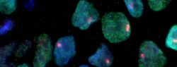 Американские ученые получили стволовые клетки путем клонирования