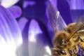 Ученые раскрыли тайну массовой гибели пчел по всему миру