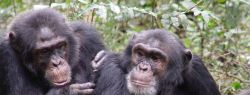 Шимпанзе более генетически разнообразны, чем люди