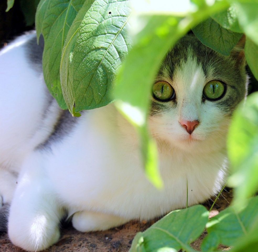 Кот в саду