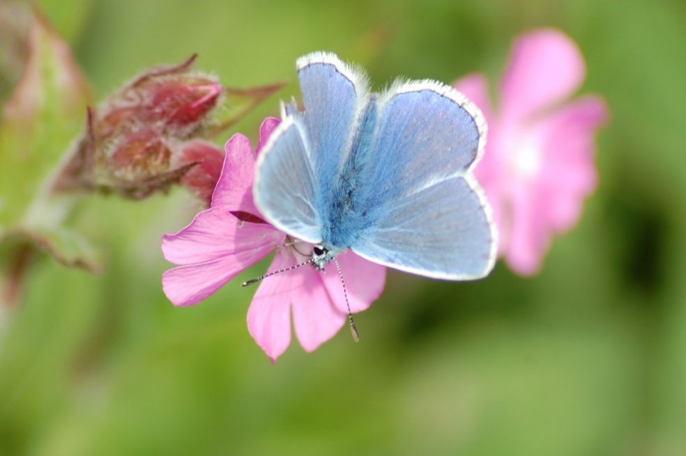 Бабочка в Марфилде, Великобритания