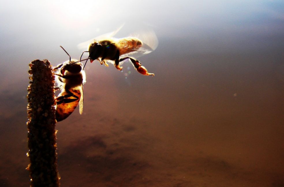 Пчелы на рассвете