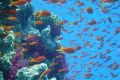 Большой барьерный риф перестает расти?