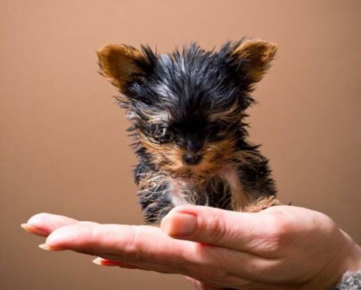 Терьер Мейси самая крошечная собака в мире