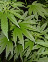 В Чехии легализовали марихуану