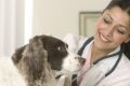 Ветеринар на дом: основные преимущества